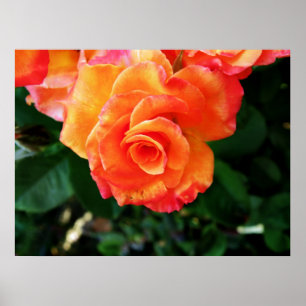 Levendige Oranje Roos Foto Poster