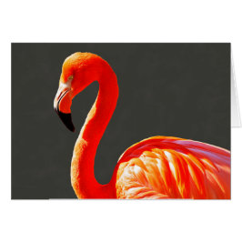 Levendige Oranje roze flamingo