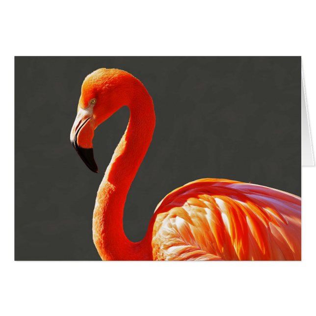 Levendige Oranje roze flamingo (Voorkant Horizontaal)