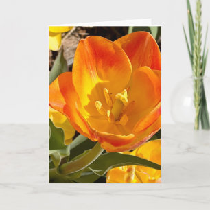 Levendige Oranje Tulp Bloemfotografie Blank Kaart