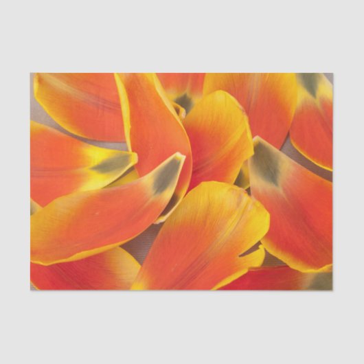 Levendige Oranje Tulpenbloemblaadfoto bij elke gel Tissuepapier (Voorkant)