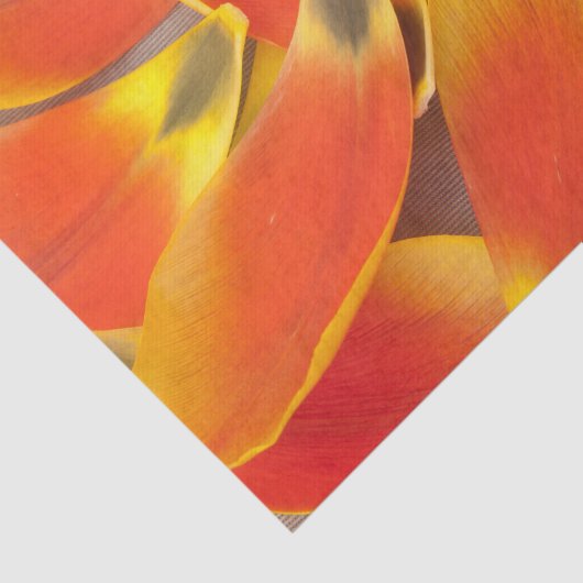 Levendige Oranje Tulpenbloemblaadfoto bij elke gel Tissuepapier (Detail)