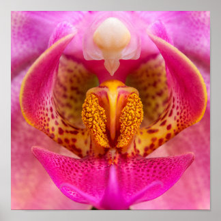 Levendige Orchidee Poster