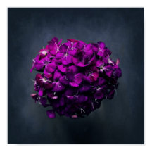 Levendige Paarse bloemenfoto