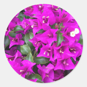 Levendige paarse Bougainvillea bloemen Ronde Sticker