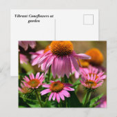 Levendige paarse coneflowers briefkaart (Voorkant / Achterkant)