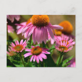 Levendige paarse coneflowers briefkaart (Voorkant)