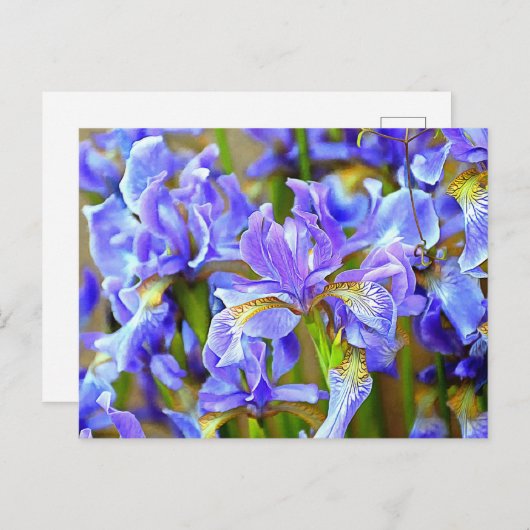 Levendige Paarse Irises in mei Briefkaart (Voorkant / Achterkant)