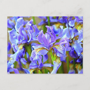 Levendige Paarse Irises in mei Briefkaart