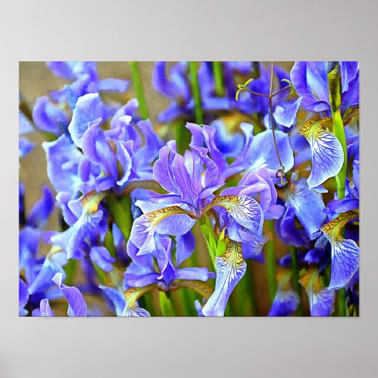 Levendige Paarse Irises in mei Poster (Voorkant)
