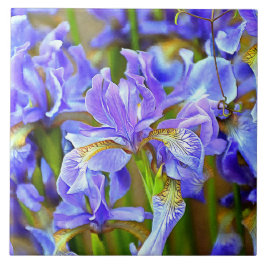 Levendige Paarse Irises in mei Tegeltje