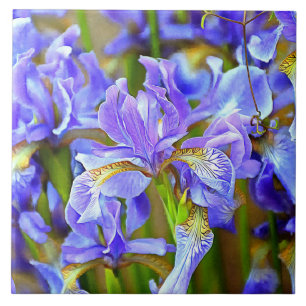 Levendige Paarse Irises in mei Tegeltje