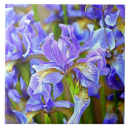 Levendige Paarse Irises in mei Tegeltje (Voorkant)