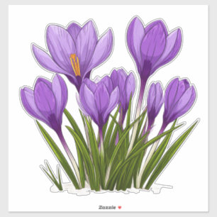 Levendige paarse krokusbloemen bloeiende tuin sticker