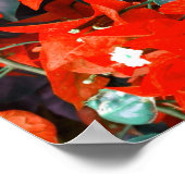Levendige rode bougainvilleabloemen poster (Hoek)