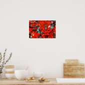 Levendige rode bougainvilleabloemen poster (Keuken)