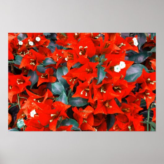 Levendige rode bougainvilleabloemen poster (Voorkant)