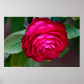 Levendige rode Camellia-Poster Poster (Voorkant)