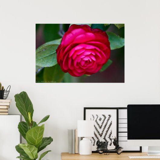 Levendige rode Camellia-Poster Poster (Thuiskantoor)