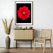 Levendige rode dahlia foto afdruk