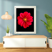 Levendige rode dahlia foto afdruk