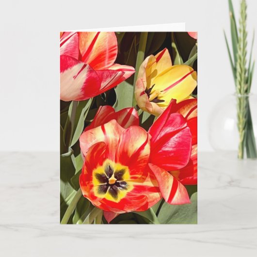 Levendige rode en gele tulp fotografie blanco kaart (Voorkant)