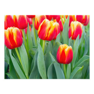 Levendige rode en gele tulpen in de lentetuin foto afdruk