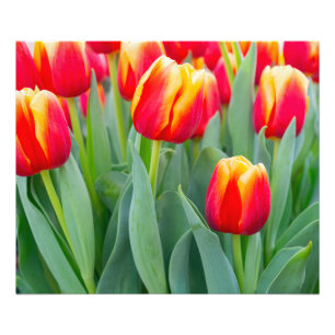 Levendige rode en gele tulpen in de lentetuin foto afdruk