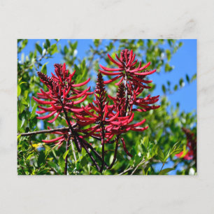 Levendige rode Erythrina bloemen Briefkaart
