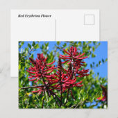 Levendige rode Erythrina bloemen Briefkaart (Voorkant / Achterkant)