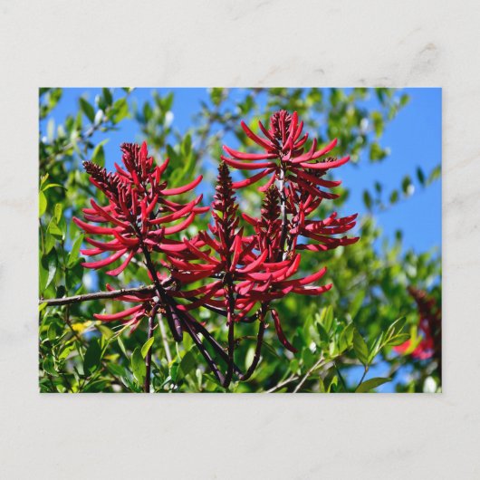 Levendige rode Erythrina bloemen Briefkaart (Voorkant)