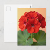 Levendige Rode Geranium Bloei Briefkaart (Voorkant / Achterkant)
