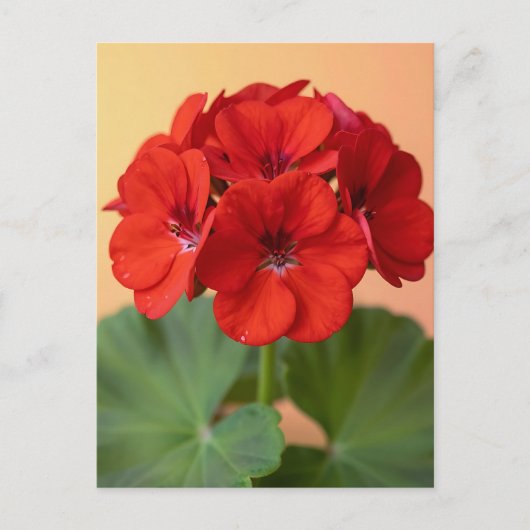 Levendige Rode Geranium Bloei Briefkaart (Voorkant)