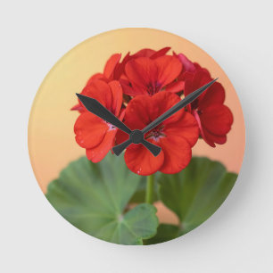 Levendige rode geranium bloei ronde klok