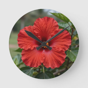 Levendige Rode Hibiscus Tropische Bloei Ronde Klok