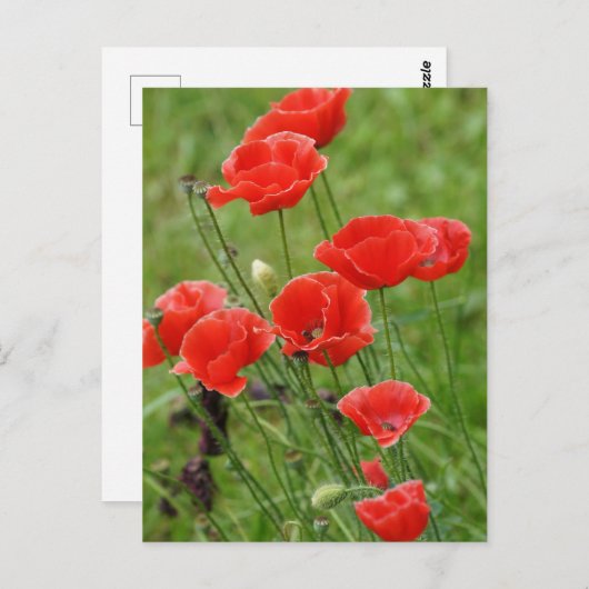 Levendige rode klaprozen bloemen briefkaart (Voorkant / Achterkant)