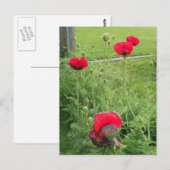 Levendige Rode Klaprozen in Bloei Briefkaart (Voorkant / Achterkant)