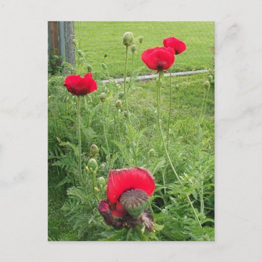 Levendige Rode Klaprozen in Bloei Briefkaart (Voorkant)