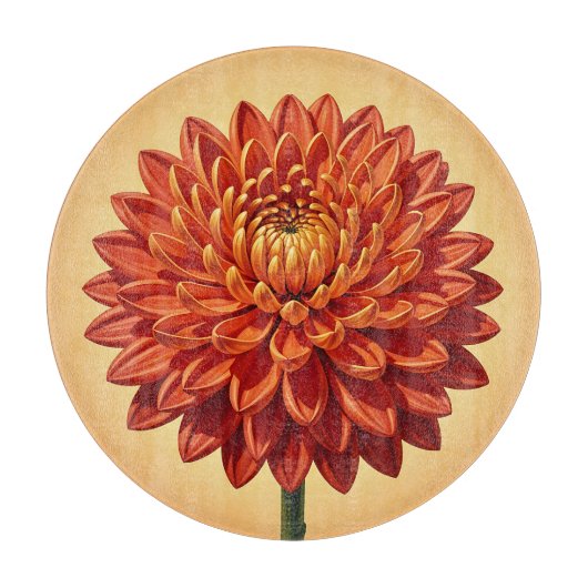 Levendige rode oranje chrysanthemum bloem botanisc snijplank (Voorkant)