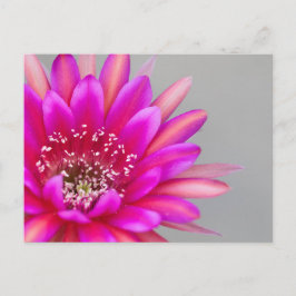 Levendige Roze Cactus Bloembladeren Briefkaart