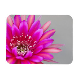 Levendige roze cactusbloemblaadjes magneet
