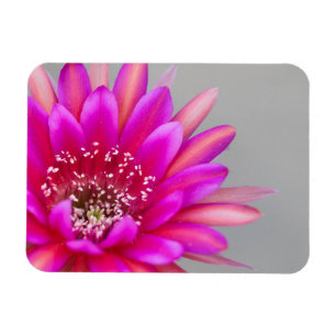 Levendige roze cactusbloemblaadjes magneet