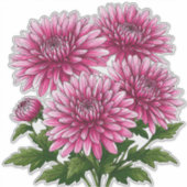 Levendige Roze Chrysanten in Bloei Sticker (Voorkant)