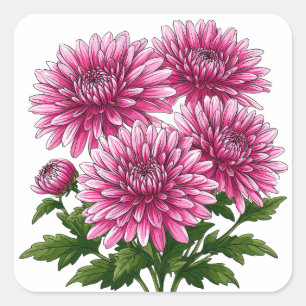 Levendige Roze Chrysanten in Bloei Vierkante Sticker