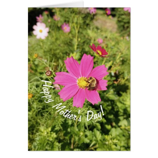 Levendige Roze Cosmos Bloem Moederdagkaart (Voorkant)
