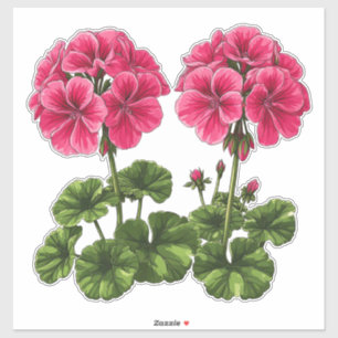 Levendige Roze Geraniums Met Weelderige Groene Bla Sticker