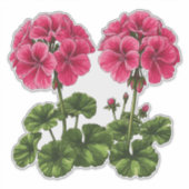 Levendige Roze Geraniums Met Weelderige Groene Bla Sticker (Voorkant)