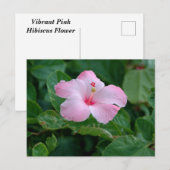 Levendige roze hibiscus bloem briefkaart (Voorkant / Achterkant)