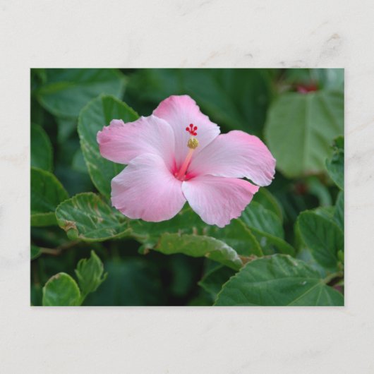 Levendige roze hibiscus bloem briefkaart (Voorkant)
