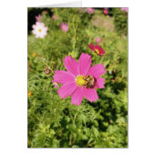 Levendige Roze Kosmos Bloem Blank Kaart (Voorkant)